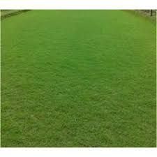 Korean Grass