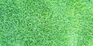 Nilgiri Grass