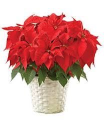 Poinsettia Plant