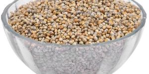 Pearl Millet Seeds