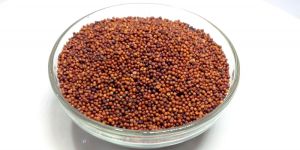 Ragi Millet Seeds
