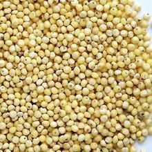 Yellow Millet