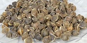 Moringa Seeds without Wings