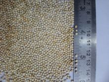 Quinoa Seed