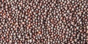 Brown Mustard Seeds