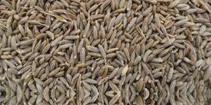 Cummin Seed