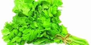 Coriander Leaves