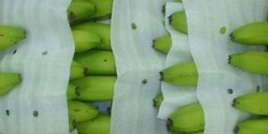 Fresh Indian Cavendish Banana