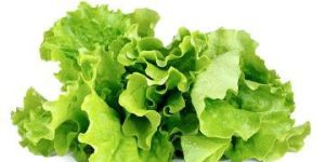Fresh Lettuce
