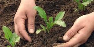 Organic Fertilizer Franchise Services