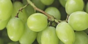 Organic Grapes