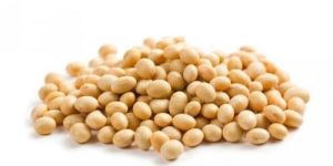 Organic Non GMO Soybean Seed
