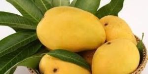 Yellow Mango