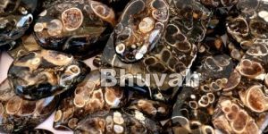 Turritella Stone Cabochon Gemstone