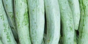 Fresh Snake Gourd