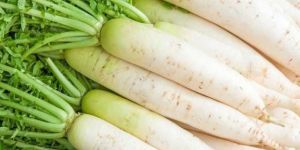 Fresh White Radish