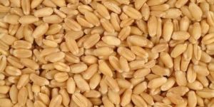 Wheat Seed