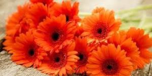 Orange Gerbera Flowers