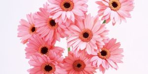 Pink Gerbera Flowers