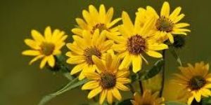 Yellow Gerbera Flowers