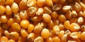 Raw Maize