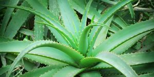 Fresh Aloe Vera Leaves