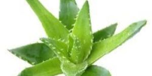 Fresh Aloe Vera Plant