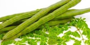 Fresh Moringa Drumsticks