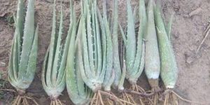 Herbal Aloe Vera Plant