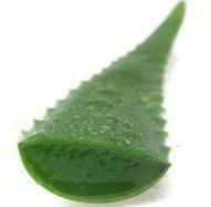 Organic Aloe Vera Leaves