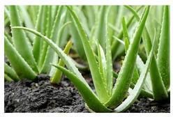 Organic Aloe Vera Plant