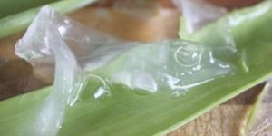Pharma Grade Aloe Vera Pulp
