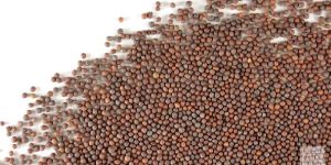 Mustard Seeds