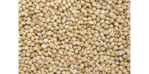 White Millet Seeds