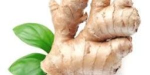 Ginger