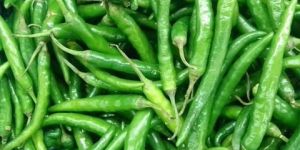 Green Chili