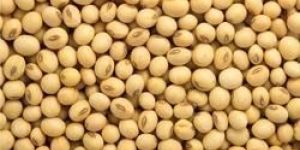 Soyabean