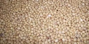 Great Millet Seeds