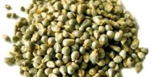 Green Millet Seeds