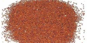 Pure Ragi Seeds