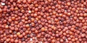 Red Millet Seeds