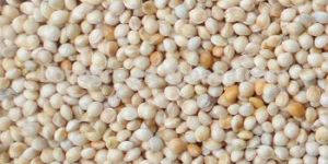 White Millet Seeds