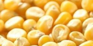 Human Consumption Yellow Maize