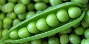Fresh Peas