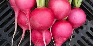 Fresh Radish
