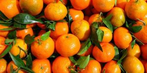 Oranges