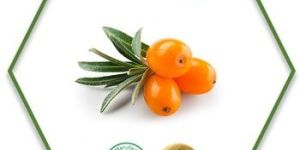 Sea Buckthorn Berry Oil