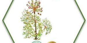 Spikenard Essential Oil
