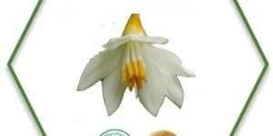 Styrax Essential Oil