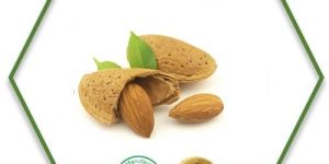 Sweet Almond Carrier Oil